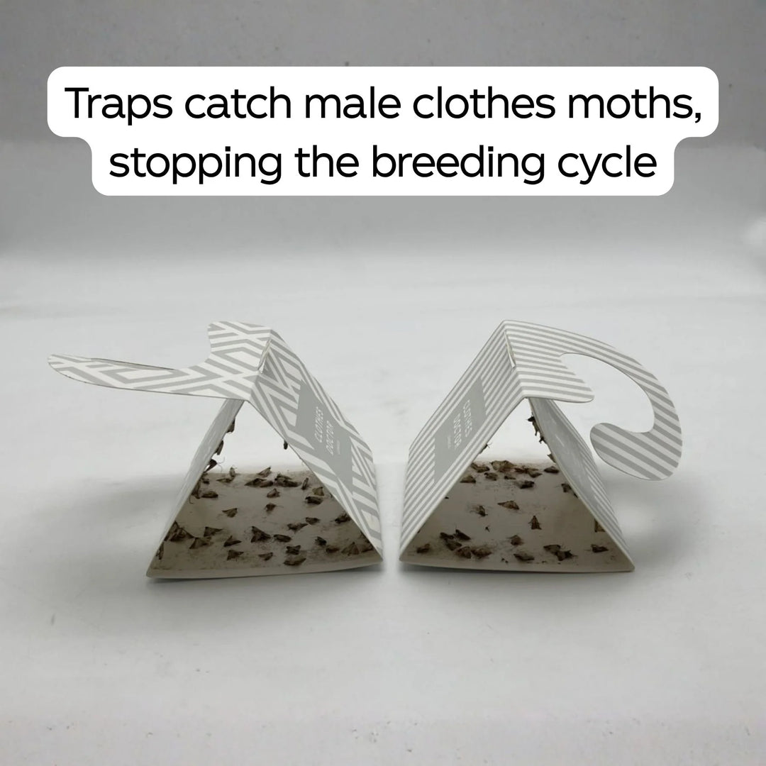 Clothes Doctor Pheromone Moth Traps Box of 4
