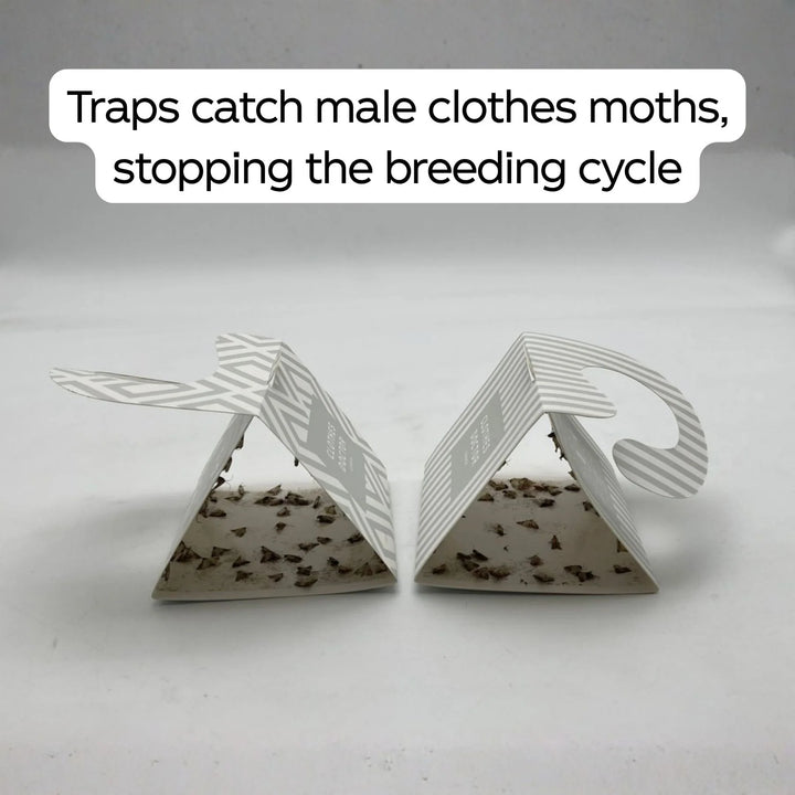 Clothes Doctor Pheromone Moth Traps Box of 4